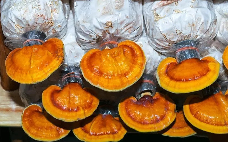 Hướng dẫn cách trồng nấm linh chi hiệu quả, năng suất cao 