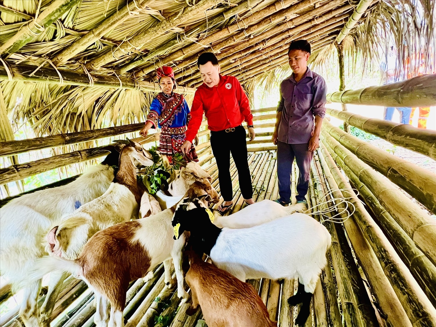 Anh Nguyễn Hoàng Long, Chủ tịch Hội Chữ thập đỏ tỉnh Tuyên Quang trao đàn dê cho hộ gia đình chị Lò Thị Dua, thôn Vàng On, xã Trung Minh (huyện Yên Sơn).