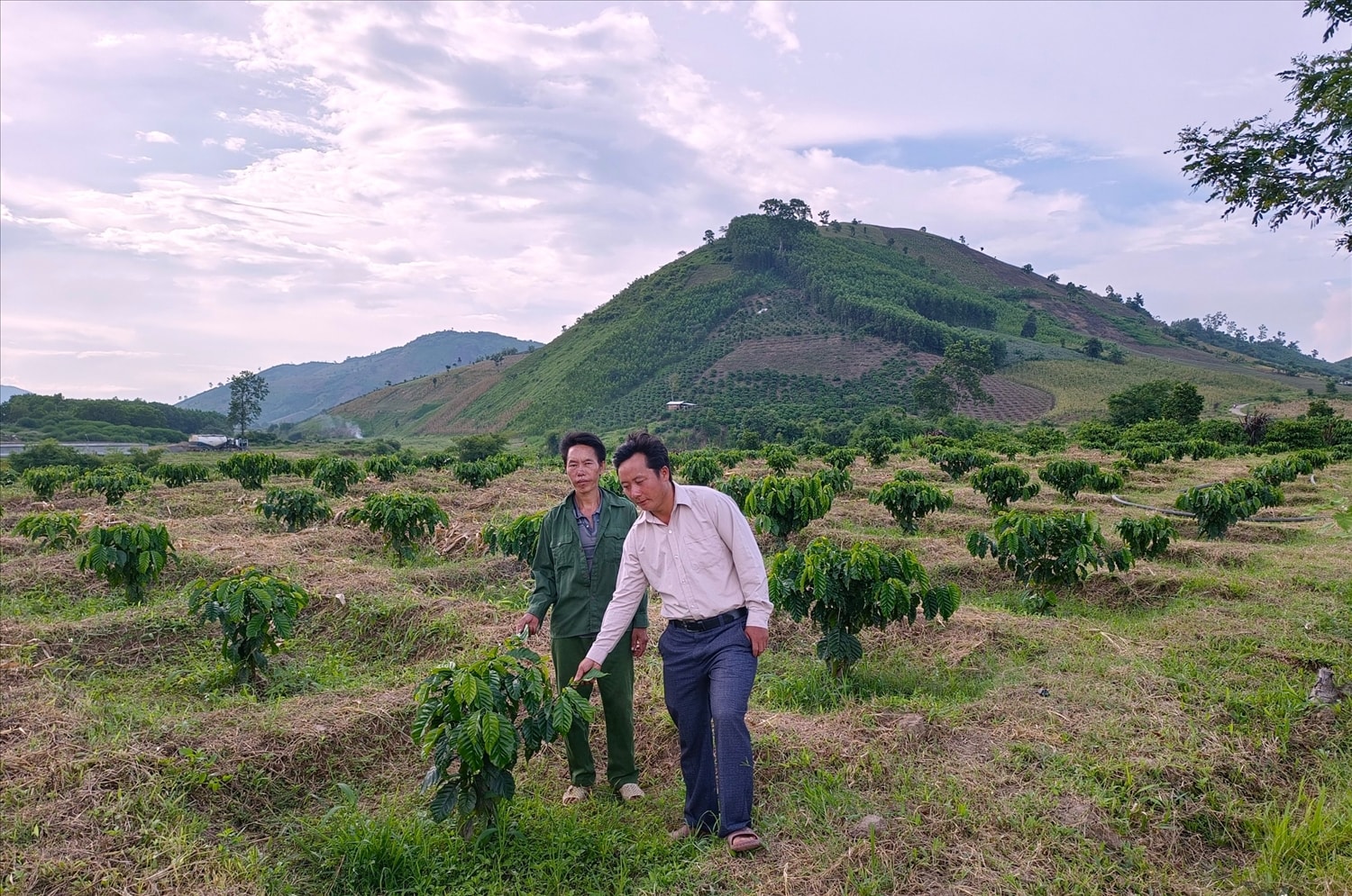 NHờ nguồn vốn từ Chương trình MTQG 1719, gia đình anh Cháng Sái Tủa ở Thôn Ea Uôl, xã Cư Pui, huyện Krông Bông (tỉnh Đắk Lắk) có thêm điều kiện để chuyển đổi nghề mang lại cơ hội thoát nghèo cho gia đình. NHờ nguồn vốn từ Chương trình MTQG 1719, gia đình anh Cháng Sái Tủa ở Thôn Ea Uôl, xã Cư Pui, huyện Krông Bông (tỉnh Đắk Lắk) có thêm điều kiện để chuyển đổi nghề mang lại cơ hội thoát nghèo cho gia đình.