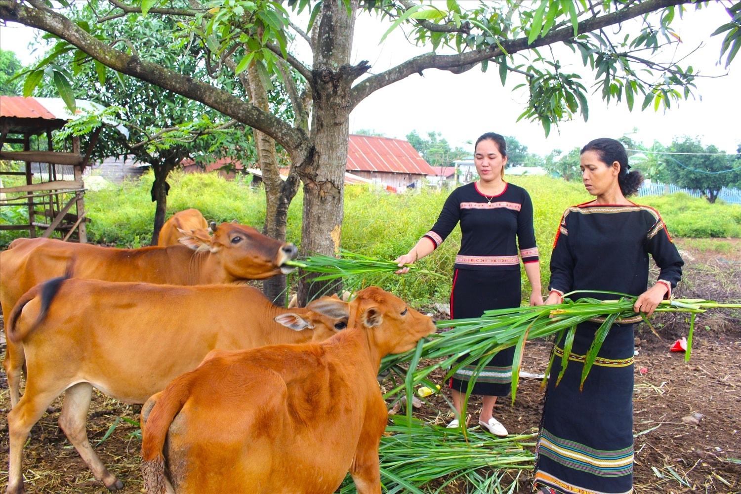 Nhờ được hưởng những chính sách vay vốn phát triển chăn nuôi bò, nhiều gia đình ở huyện Buôn Đôn (Đắk Lắk) vươn lên thoát nghèo. Nhờ được hưởng những chính sách vay vốn phát triển chăn nuôi bò, nhiều gia đình ở huyện Buôn Đôn (Đắk Lắk) vươn lên thoát nghèo.