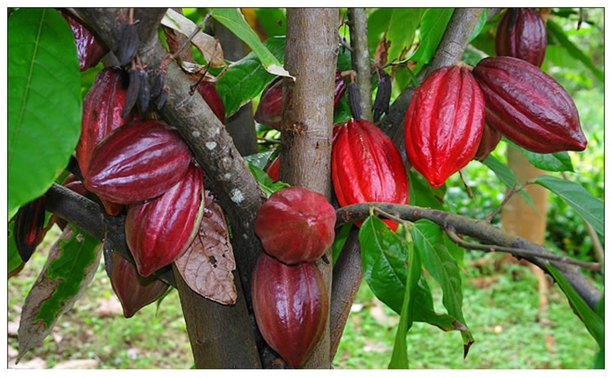 (Tổng hợp) Kỹ thuật trồng cây ca cao mang lại hiệu quả kinh tế cao 1