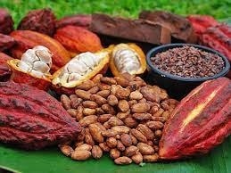 (Tổng hợp) Kỹ thuật trồng cây ca cao mang lại hiệu quả kinh tế cao 5