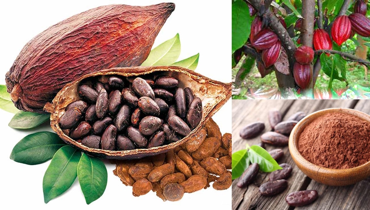 (Tổng hợp) Kỹ thuật trồng cây ca cao mang lại hiệu quả kinh tế cao