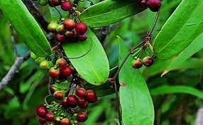 (Bài thuốc) Cây thồm lồm chữa bệnh tại nhà hiệu quả 2