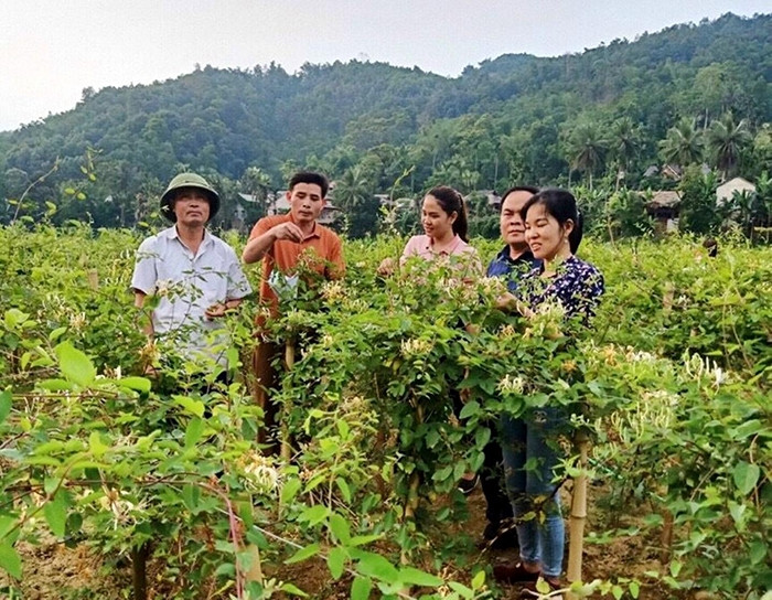 Cây dược liệu là một trong những cây trồng được địa phương phát triển hiệu quả, góp phần nâng cao thu nhập, xóa đói giảm nghèo cho người dân Cây dược liệu là một trong những cây trồng được địa phương phát triển hiệu quả, góp phần nâng cao thu nhập, xóa đói giảm nghèo cho người dân