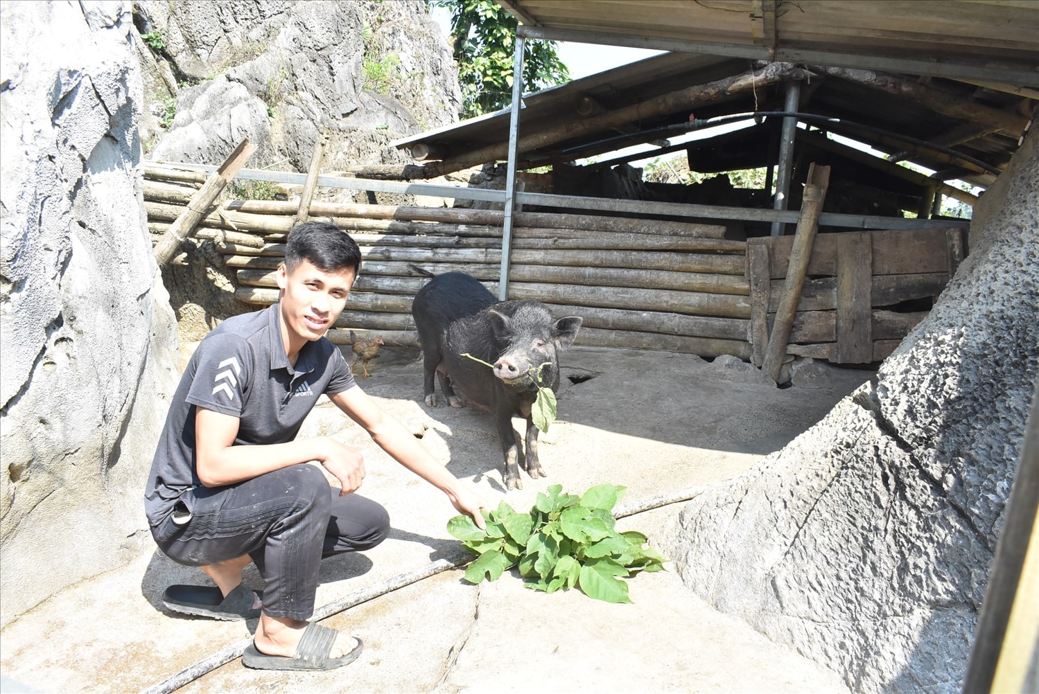 Đinh Văn Sơn đã có bước khởi đầu thành công từ nuôi lợn trong hang đá. Đinh Văn Sơn đã có bước khởi đầu thành công từ nuôi lợn trong hang đá.