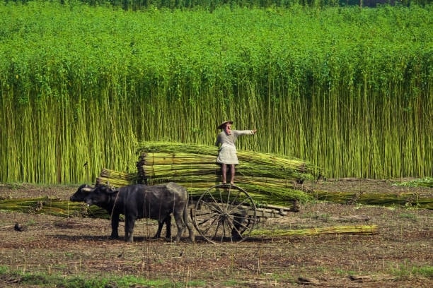 (Tổng hợp) Kỹ thuật trồng và chăm sóc cây đay 1