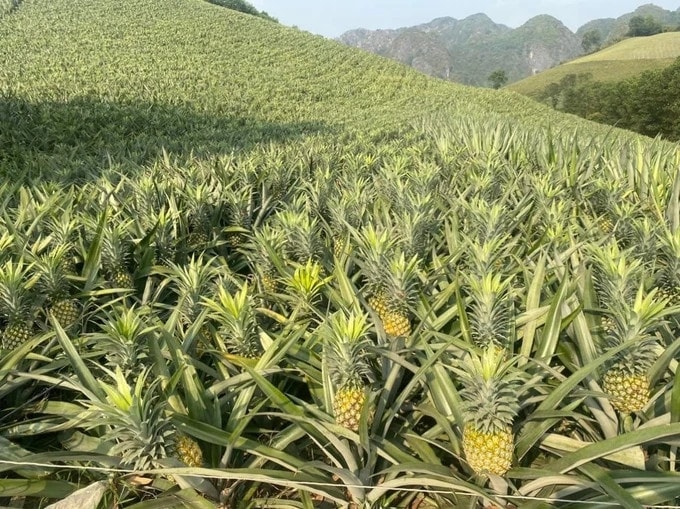 Năm 2024, dứa (thơm) được mùa, được giá cao, nông dân ở nhiều nơi đều phấn khởi