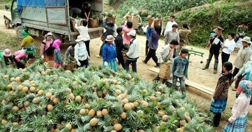 Xã Bản Lầu được coi là thủ phủ với gần 1.200 ha, sản lượng trung bình hằng năm từ 22.000 - 25.000 tấn quả, đem về cho đồng bào bào dân tộc Mông, Dao ở vùng đất biên giới này hàng chục tỷ đồng