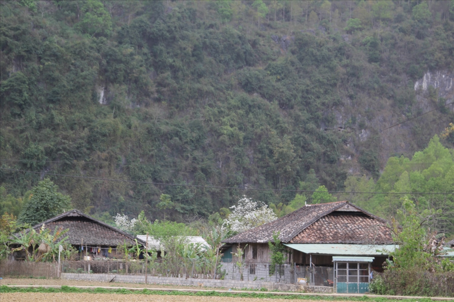 Màu trắng hoa lê ở bản làng của xã Xuân Trường mỗi dịp tháng 3 về