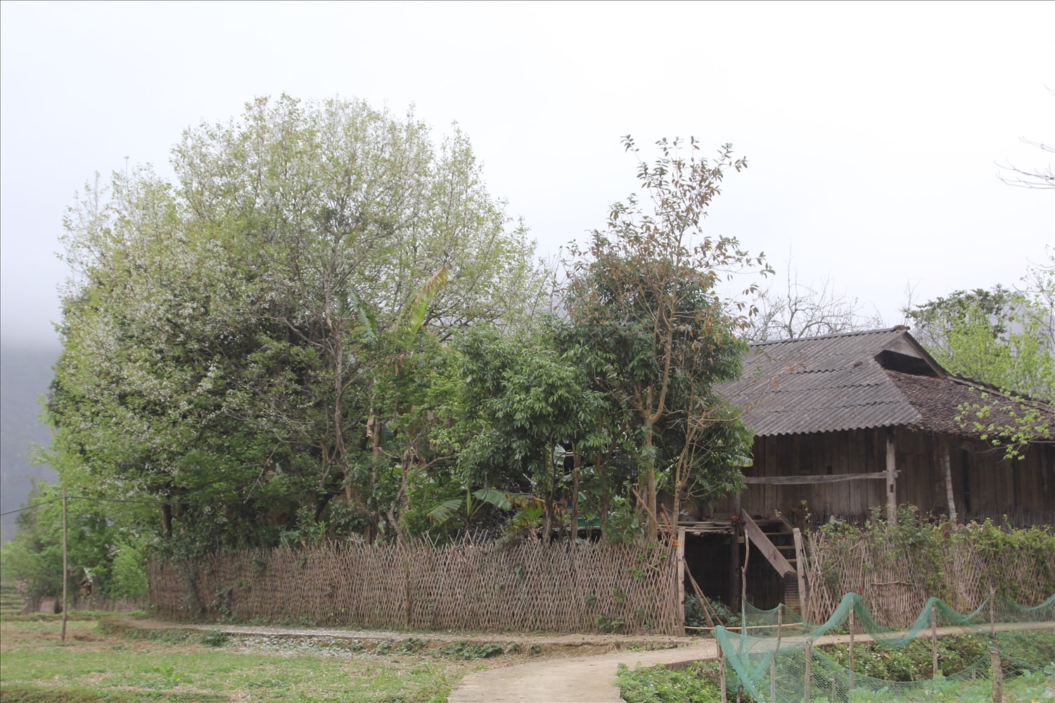 Sắc trắng hoa lê hòa với những ngôi nhà cổ cũ của đồng bào tạo nên một khung cảnh thanh bình đầy thơ mộng
