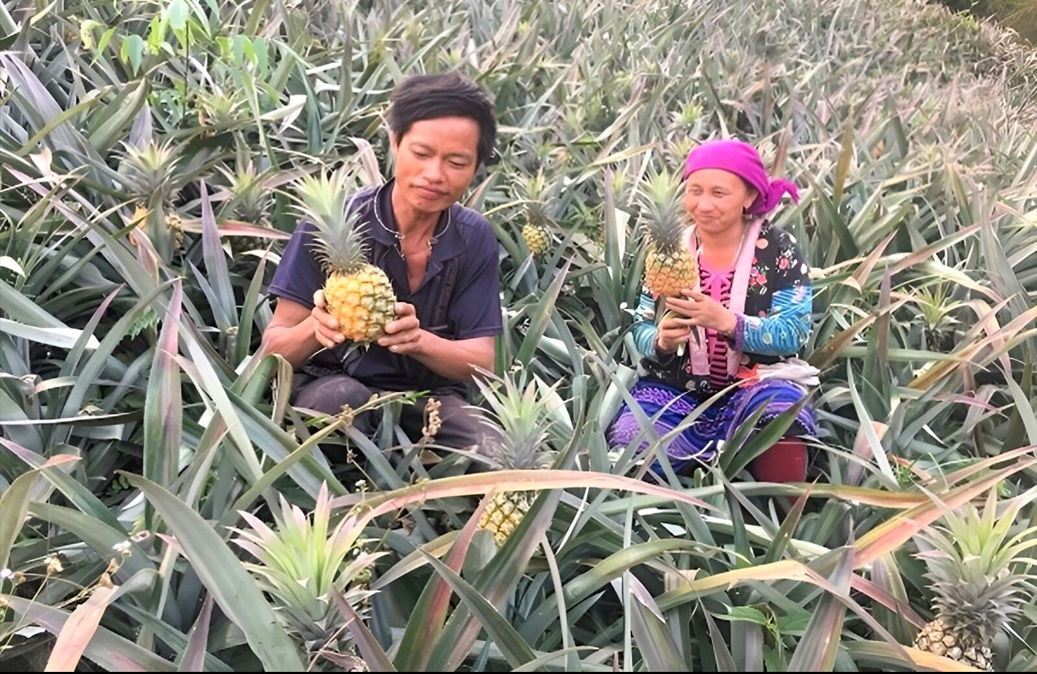 Đồng bào DTTS ở huyện Mường Chà trồng dứa gối vụ