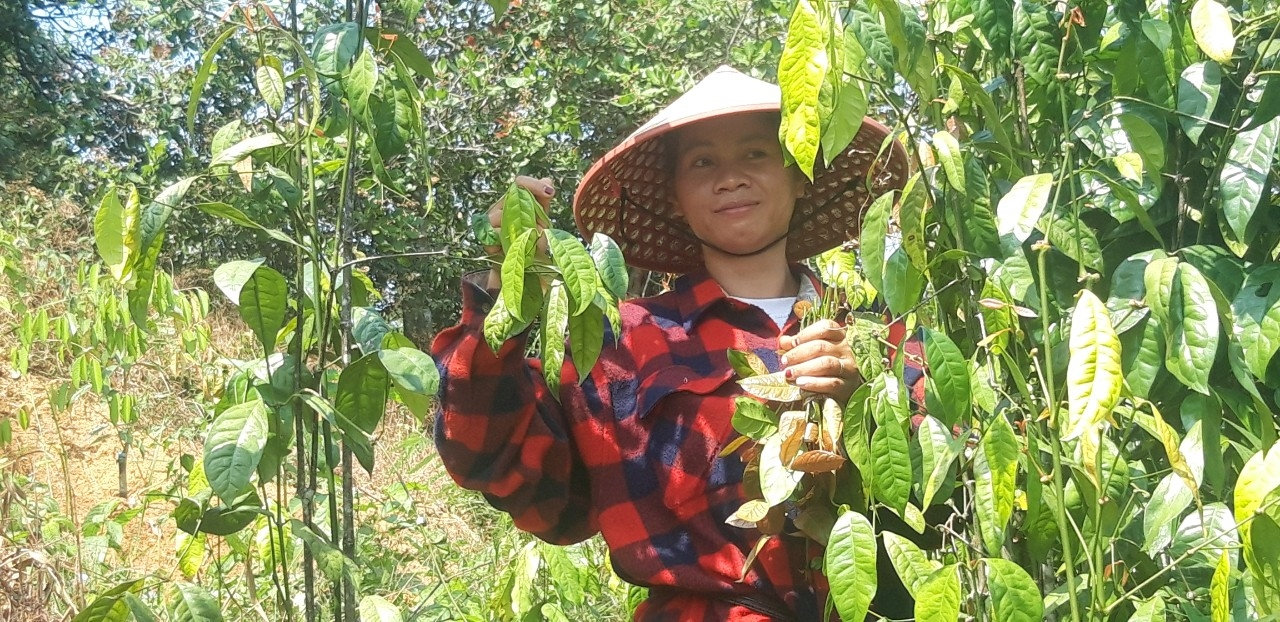 Ka Oanh tự tay thu hoạch lá nhíp làm những món ngon của rừng. Ka Oanh tự tay thu hoạch lá nhíp làm những món ngon của rừng.