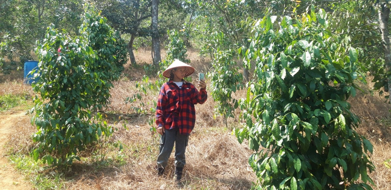 Ka Oanh ghi lại những hình ảnh vườn lá nhíp trên rẫy gia đình mình. Ka Oanh ghi lại những hình ảnh vườn lá nhíp trên rẫy gia đình mình.