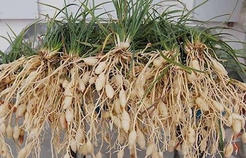 (Tổng hợp) Kỹ thuật trồng và chăm sóc cây mạch môn 4