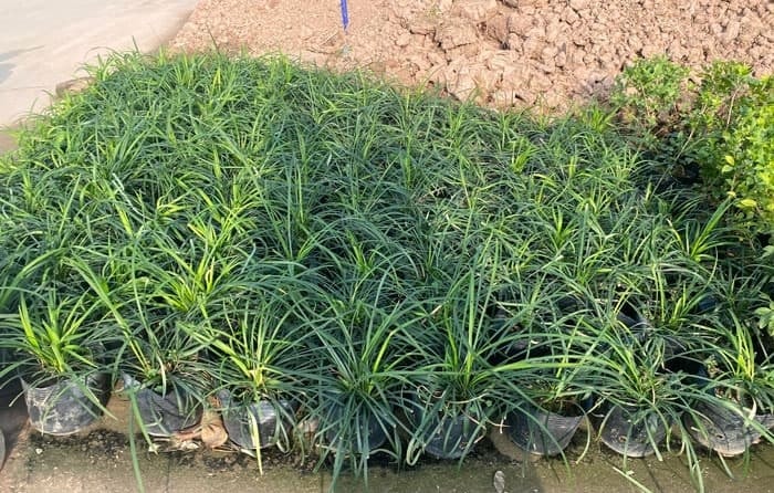 (Tổng hợp) Kỹ thuật trồng và chăm sóc cây mạch môn 1