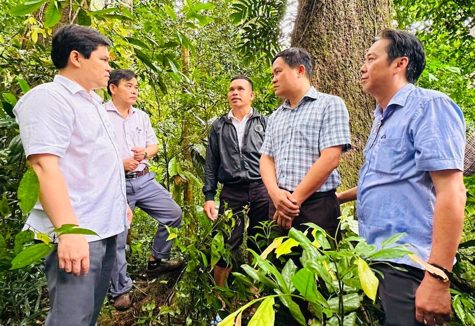 UBND tỉnh Quảng Ngãi đặt mục tiêu quản lý, bảo vệ, phát triển, sử dụng rừng theo hướng ổn định và bền vững