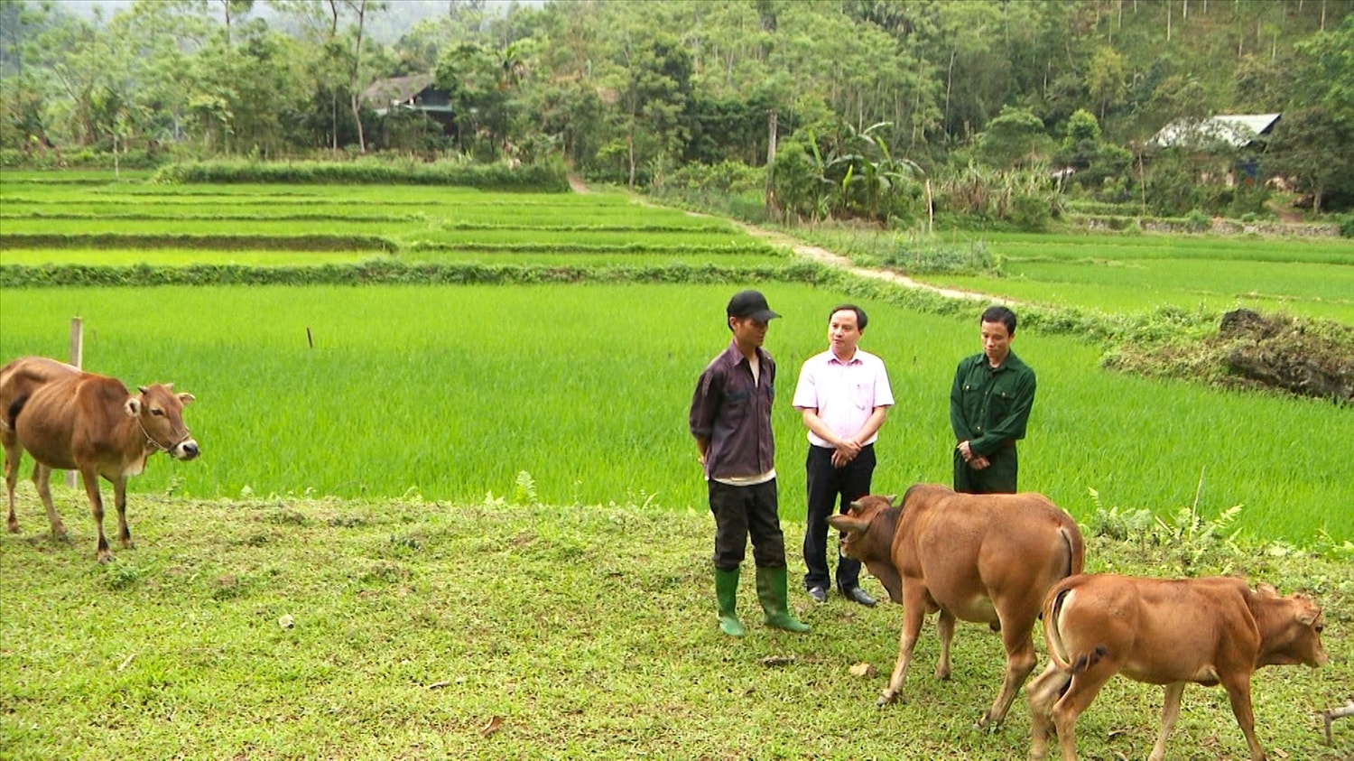 Nhờ nguồn vốn vay từ tín dụng chính sách xã hội, hộ vay Chẩu Văn Binh thôn Nà Muông xã Khuôn Hà, huyện Lâm Bình đã vươn lên thoát nghèo Nhờ nguồn vốn vay từ tín dụng chính sách xã hội, hộ vay Chẩu Văn Binh ở thôn Nà Muông xã Khuôn Hà, huyện Lâm Bình đã vươn lên thoát nghèo