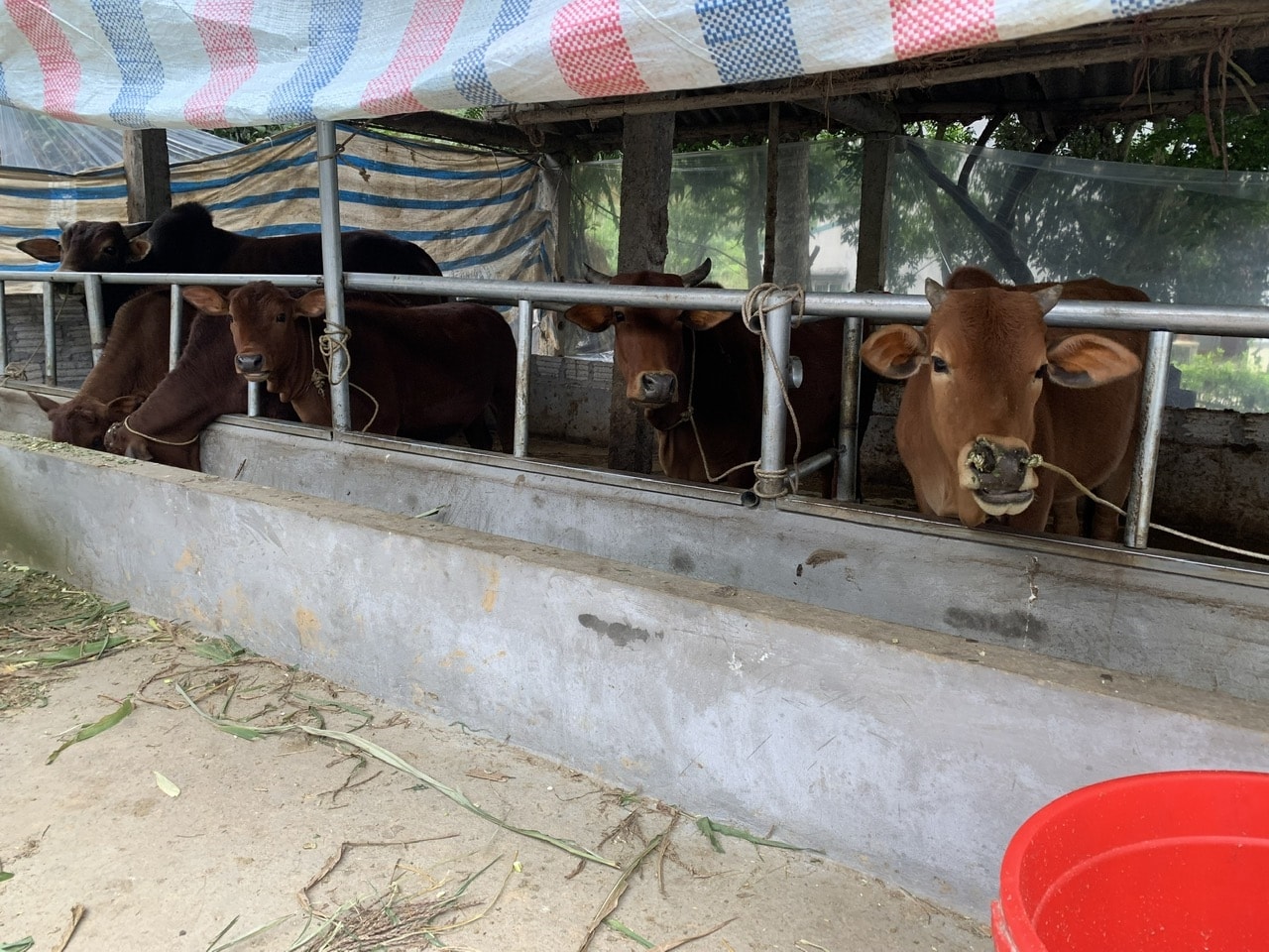 Đầu tư chăn nuôi là một trong những hướng đi phát huy hiệu quả nguồn vốn vay ưu đãi Đầu tư chăn nuôi là một trong những hướng đi phát huy hiệu quả nguồn vốn vay ưu đãi trên địa bàn huyện Yên Sơn