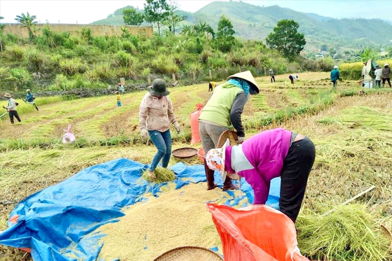 Người dân miền núi được hỗ trợ sản xuất, nâng cao thu nhập Người dân miền núi được hỗ trợ sản xuất, nâng cao thu nhập