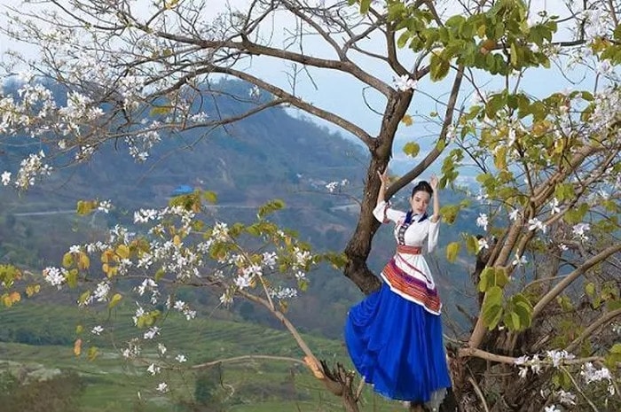 Họa mi của núi rừng Tây Bắc chụp ảnh cùng cây hoa ban mình yêu nhớ (Ảnh: NVCC) Họa mi của núi rừng Tây Bắc chụp ảnh cùng cây hoa ban mình yêu nhớ (Ảnh: NVCC)