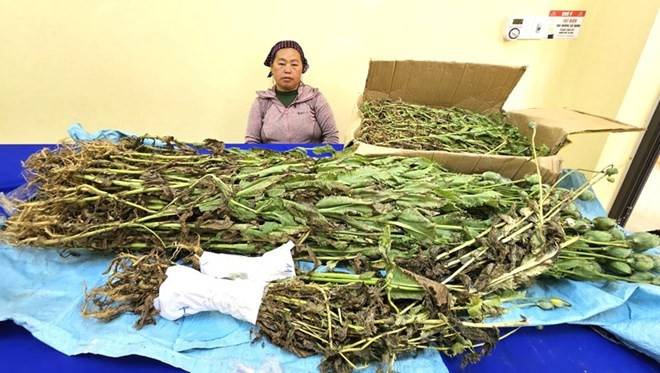 Đối tượng Giàng Thị Say cùng số cây thuốc phiện bị thu giữ. Ảnh: Công an cung cấp