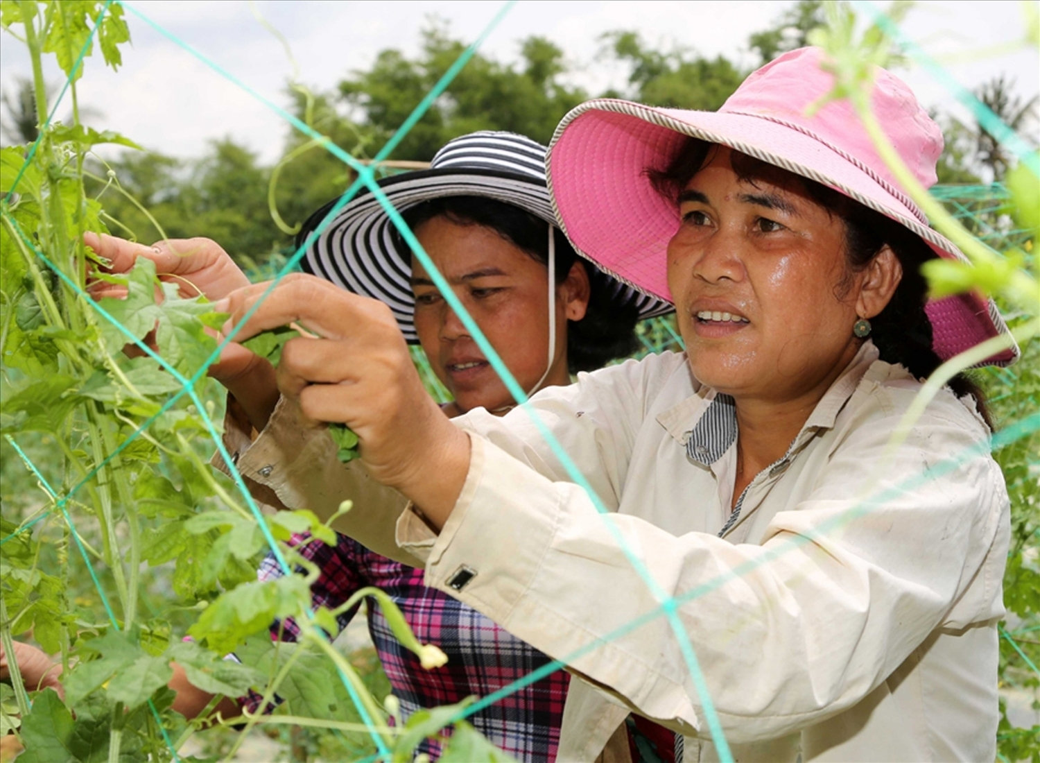 Chị Danh Thị Mỹ Thy (bìa phải) ở ấp Đôn Chụm, xã Tân Sơn (huyện Trà Cú, tỉnh Trà Vinh) chăm sóc vườn trồng cây màu chuyên, từ nguồn vốn cho vay hộ nghèo, giúp chị có thu nhập ổn định.