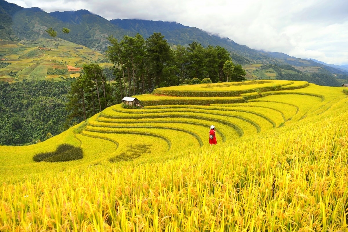 Vẻ đẹp của Di sản ruộng bậc thang Mù Cang Chải (Yên Bái) mùa lúa chín Vẻ đẹp của Di sản ruộng bậc thang Mù Cang Chải (Yên Bái) mùa lúa chín