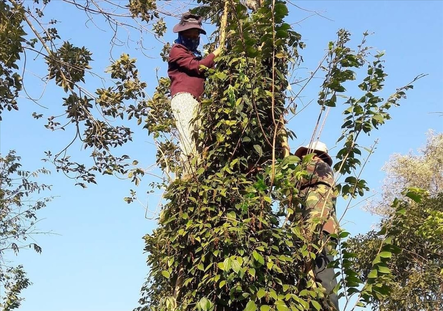 Những trụ hồ tiêu phủ kín, cao chót vót trở thành nơi mưu sinh của người lao động.