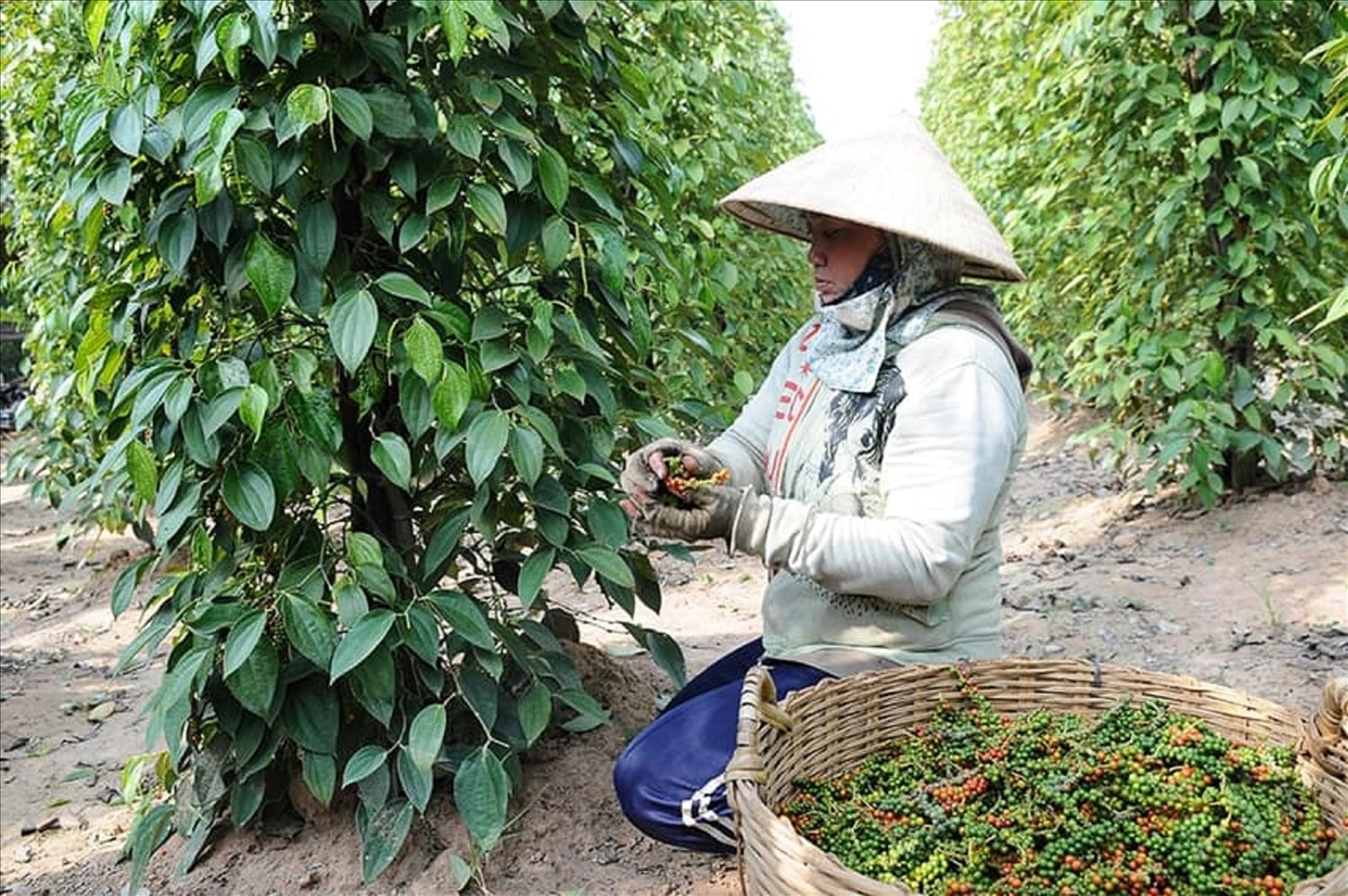 Mùa thu hoạch hồ tiêu trở thành mùa vất vả, hiểm nguy nhất trong năm nhưng cũng mang lại thu nhập cho nhiều người.