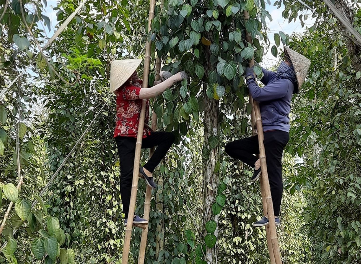 Ngoài việc gió thổi, đổ thang, say nắng... thì người hái tiêu còn phải đối mặt với vô vàn nguy hiểm khác, đó là những loài côn trùng như rắn rết, kiến lửa, ong...