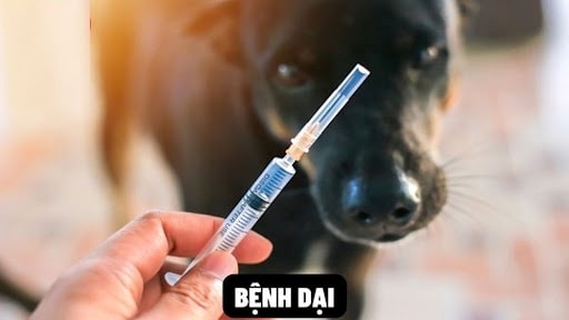 Bộ Y tế yêu cầu tăng cường khả năng tiếp cận của người dân với vắc xin phòng dại, huyết thanh kháng dại, đặc biệt tại các khu vực có nguy cơ cao. (Ảnh minh họa).