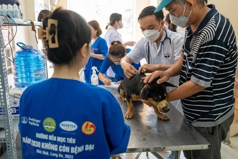 Tiêm phòng cho chó mèo là một trong những giải pháp quan trong để phòng chống bệnh dại.