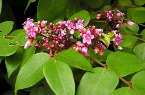 (Tổng hợp) 18 bài thuốc dân gian hỗ trợ chữa bệnh thủy đậu hiệu quả tại nhà 4