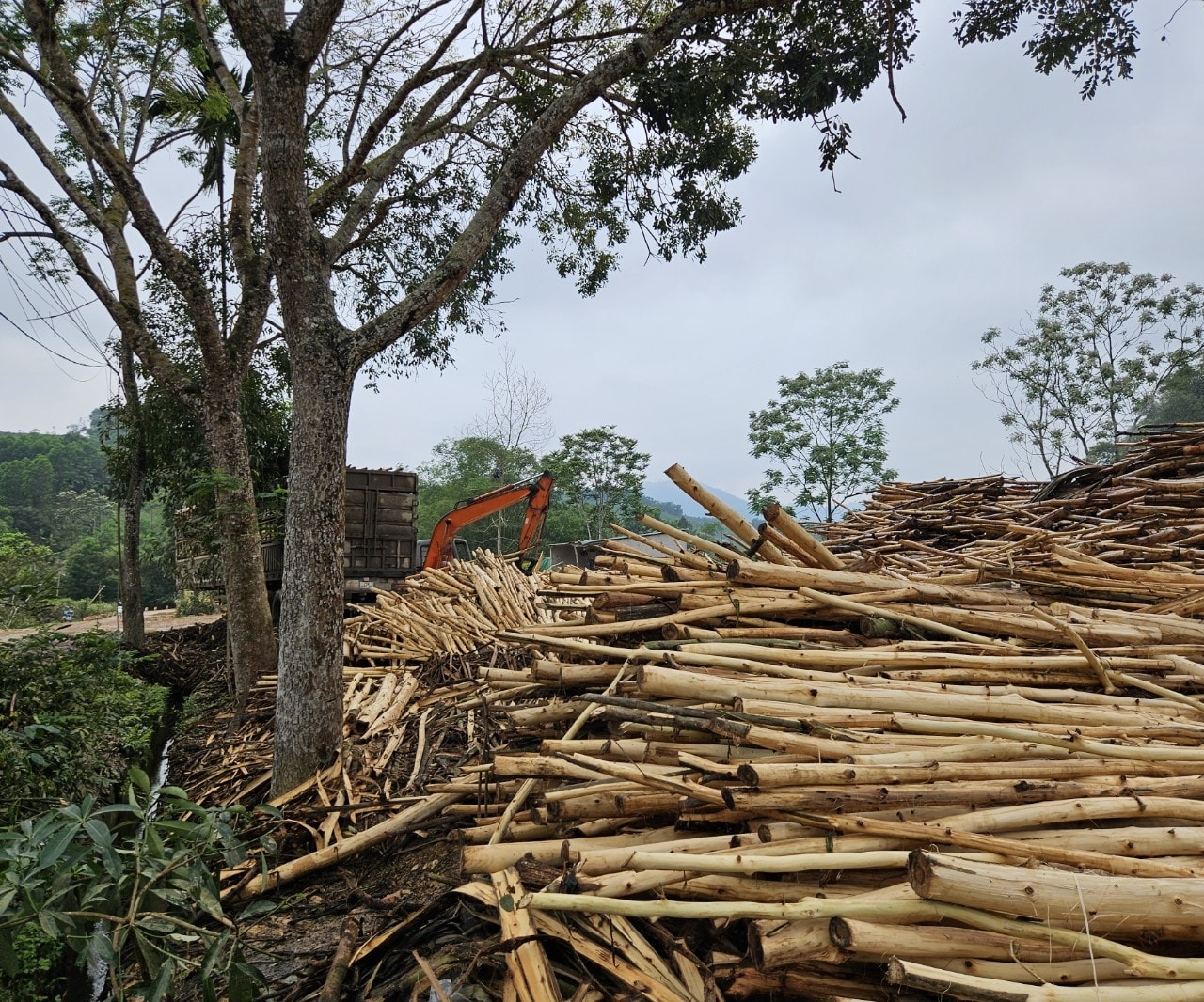 Gổ vỏ keo tràn xuống rảnh thoát nước gây ô nhiễm môi trường 