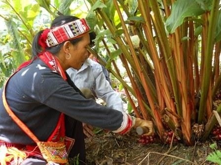 (Tổng hợp) Hướng dẫn trồng thảo quả dưới tán rừng hiệu quả nhất 1