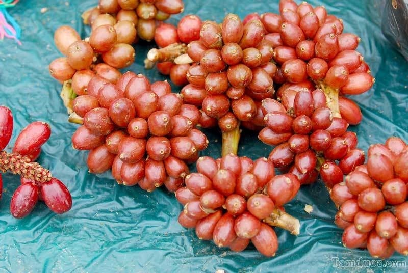 (Tổng hợp) Hướng dẫn trồng thảo quả dưới tán rừng hiệu quả nhất 3