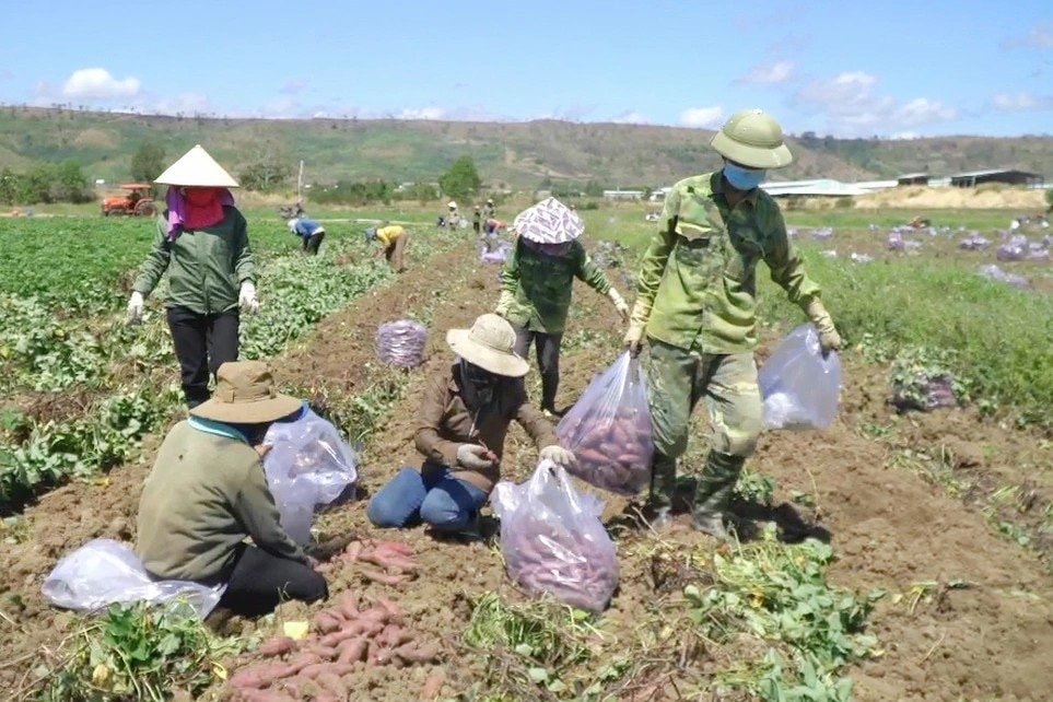 Gia Lai: Khoai lang rớt giá, nông dân điêu đứng