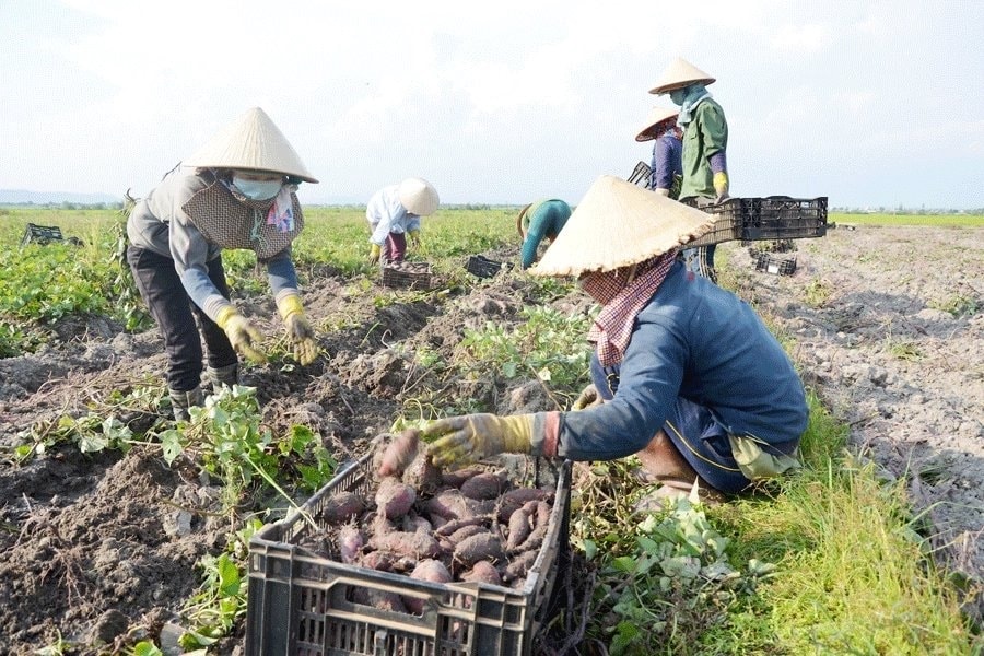 UBND huyện Phú Thiện kiến nghị tỉnh quan tâm kêu gọi các doanh nghiệp tiêu thụ khoai lang cho bà con UBND huyện Phú Thiện kiến nghị tỉnh quan tâm kêu gọi các doanh nghiệp tiêu thụ khoai lang cho bà con