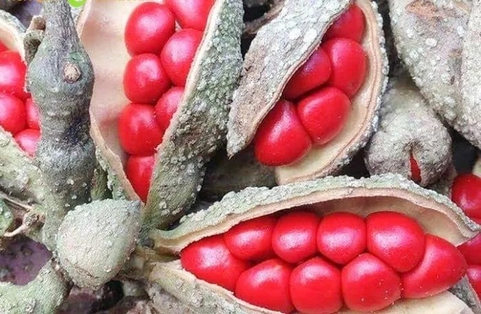 Hạt dổi - một trong những loại gia vị được ưa chuộng nhất vùng Tây Bắc