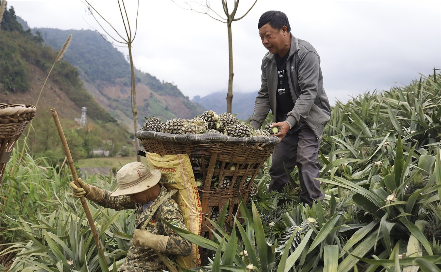 Mỗi năm, ông Dìn thu hàng trăm triệu đồng tiền bán dứa, chuối