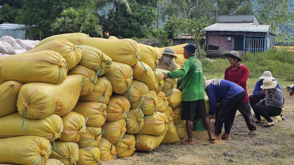 Đề án phát triển bền vững một triệu ha lúa chuyên canh là kỳ vọng của nông dân. (Ảnh Hữu Tuấn) Đề án phát triển bền vững một triệu ha lúa chuyên canh là kỳ vọng của nông dân. (Ảnh Hữu Tuấn)