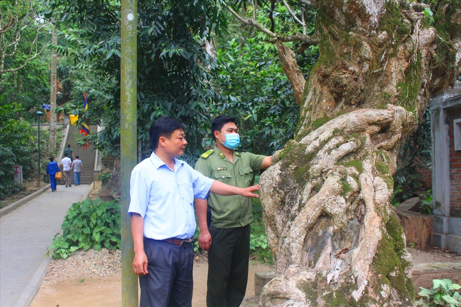 Gốc cây đại khoảng 500 tuổi ở Đền Hùng