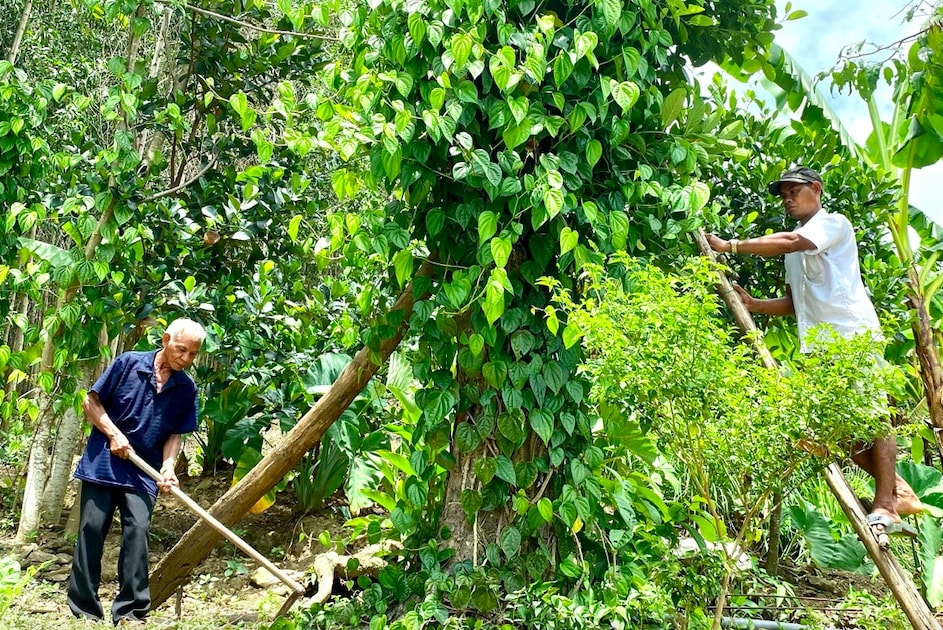 Tuổi đã ngoài 70 nhưng hàng ngày ông Cao Xà Ngân vẫn chăm chỉ làm việc Tuổi đã ngoài 70 nhưng hàng ngày ông Cao Xà Ngân vẫn chăm chỉ làm việc