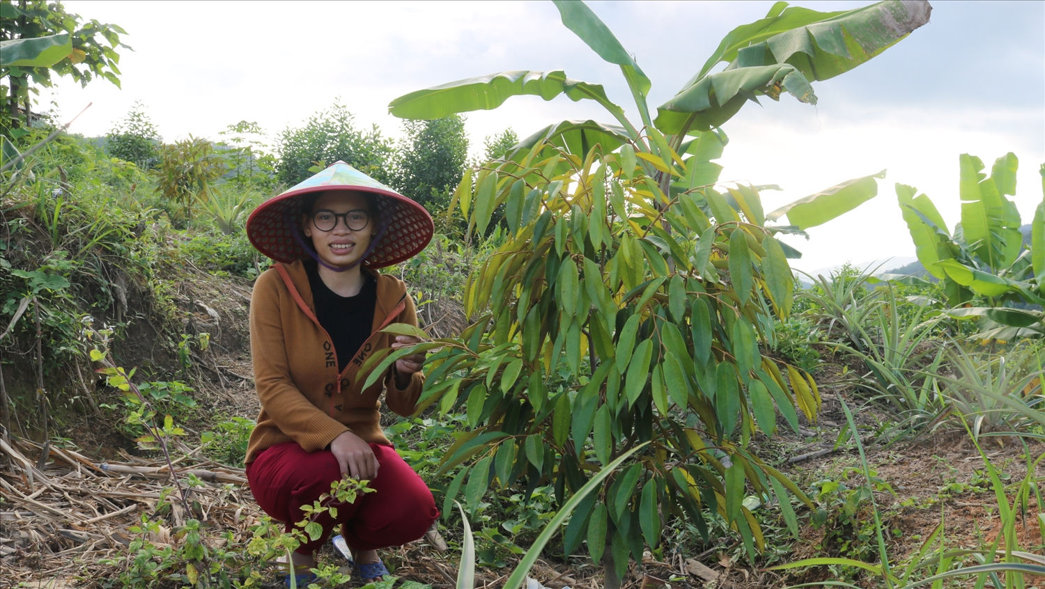 Từ mô hình “3 cây 3 con”, người dân ở huyện miền núi đã mạnh dạn đầu tư trồng các loại cây ăn trái có hiệu quả cao. (Trong hình, người dân ở Đông Giang thí điểm trồng sầu riêng trên đất đồi) Từ mô hình “3 cây 3 con”, người dân ở huyện miền núi đã mạnh dạn đầu tư trồng các loại cây ăn trái có hiệu quả cao. (Trong hình, người dân ở Đông Giang thí điểm trồng sầu riêng trên đất đồi)