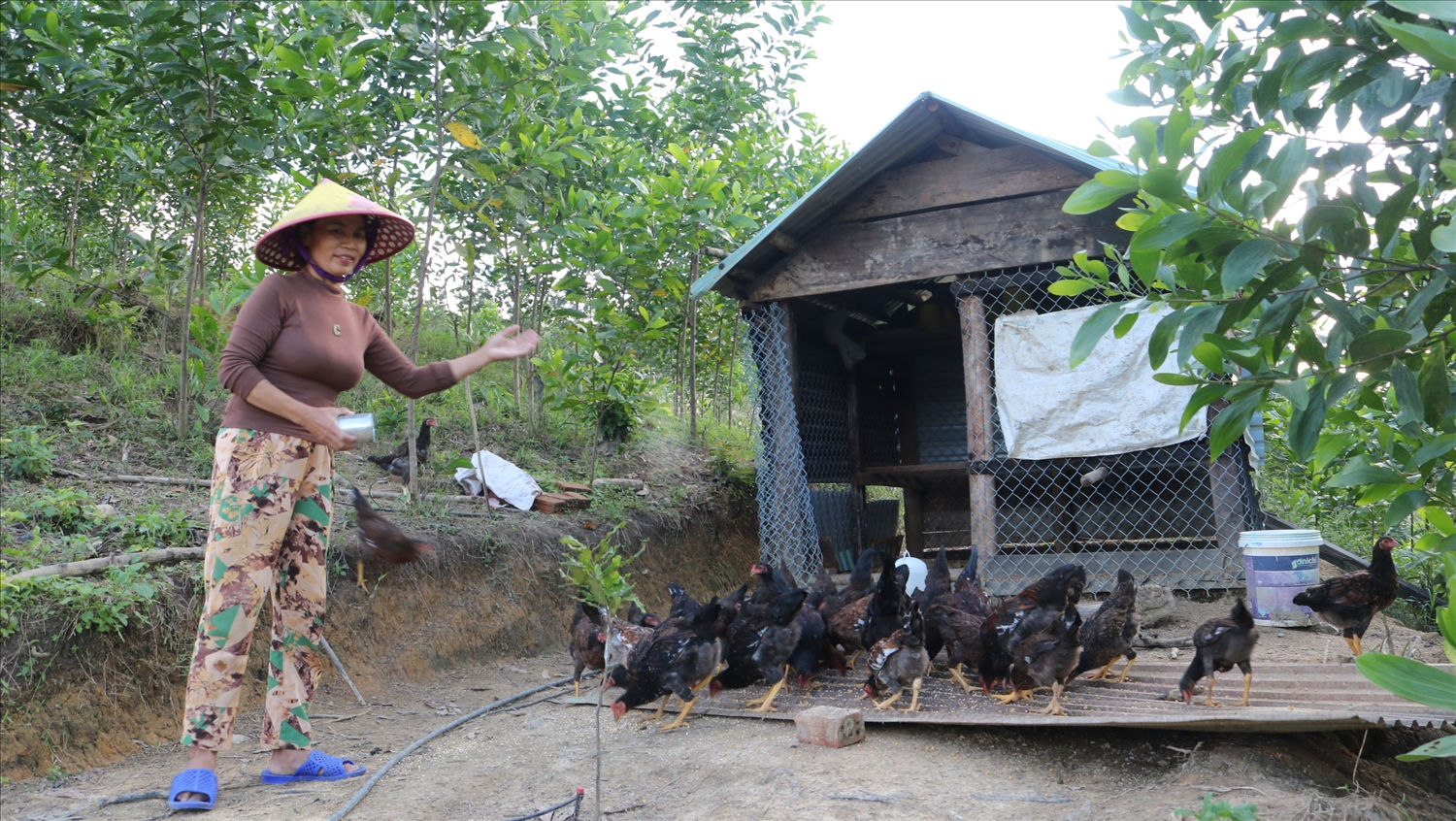 Nhiều mô hình chăn nuôi gia súc, gia cầm giúp người dân thoát nghèo đang được phát huy ở các huyện miền núi Quảng Nam Nhiều mô hình chăn nuôi gia súc, gia cầm giúp người dân thoát nghèo đang được phát huy ở các huyện miền núi Quảng Nam