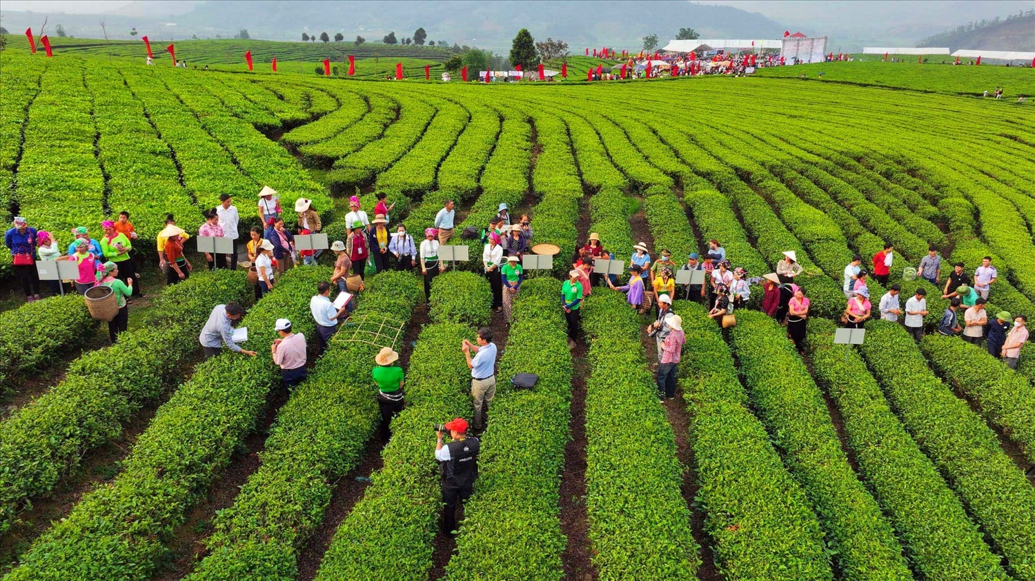 1. Ngay từ sáng sớm đông đảo người dân, du khách đã tập trung về vùng chè xã Phúc Khoa huyện Tân Uyên để xem cuộc thi hái, sao chè của bà con nông dân. Ngay từ sáng sớm đông đảo người dân, du khách đã tập trung về vùng chè xã Phúc Khoa huyện Tân Uyên để xem cuộc thi hái, sao chè của bà con nông dân.