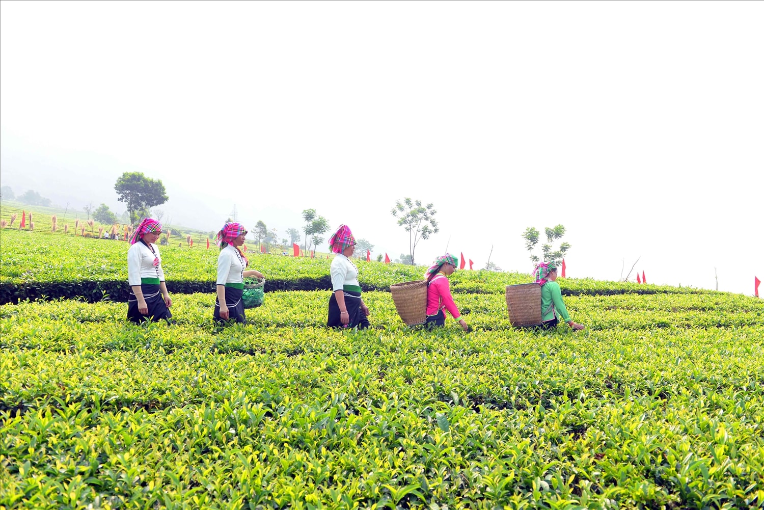 Thí sinh chỉ được hái chè trong hàng của mình, chỉ dùng 2 tay không dùng liềm, dao, máy móc để hái chè. Thí sinh chỉ được hái chè trong hàng của mình, chỉ dùng 2 tay không dùng liềm, dao, máy móc để hái chè.