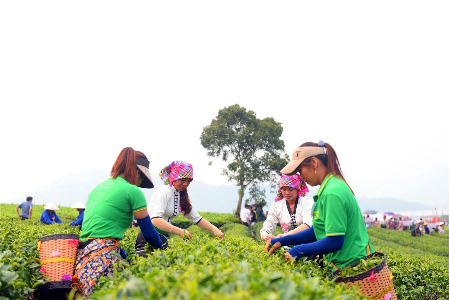 Các thí sinh trong trang phục truyền thống nhanh tay hái chè. Các thí sinh trong trang phục truyền thống nhanh tay hái chè.