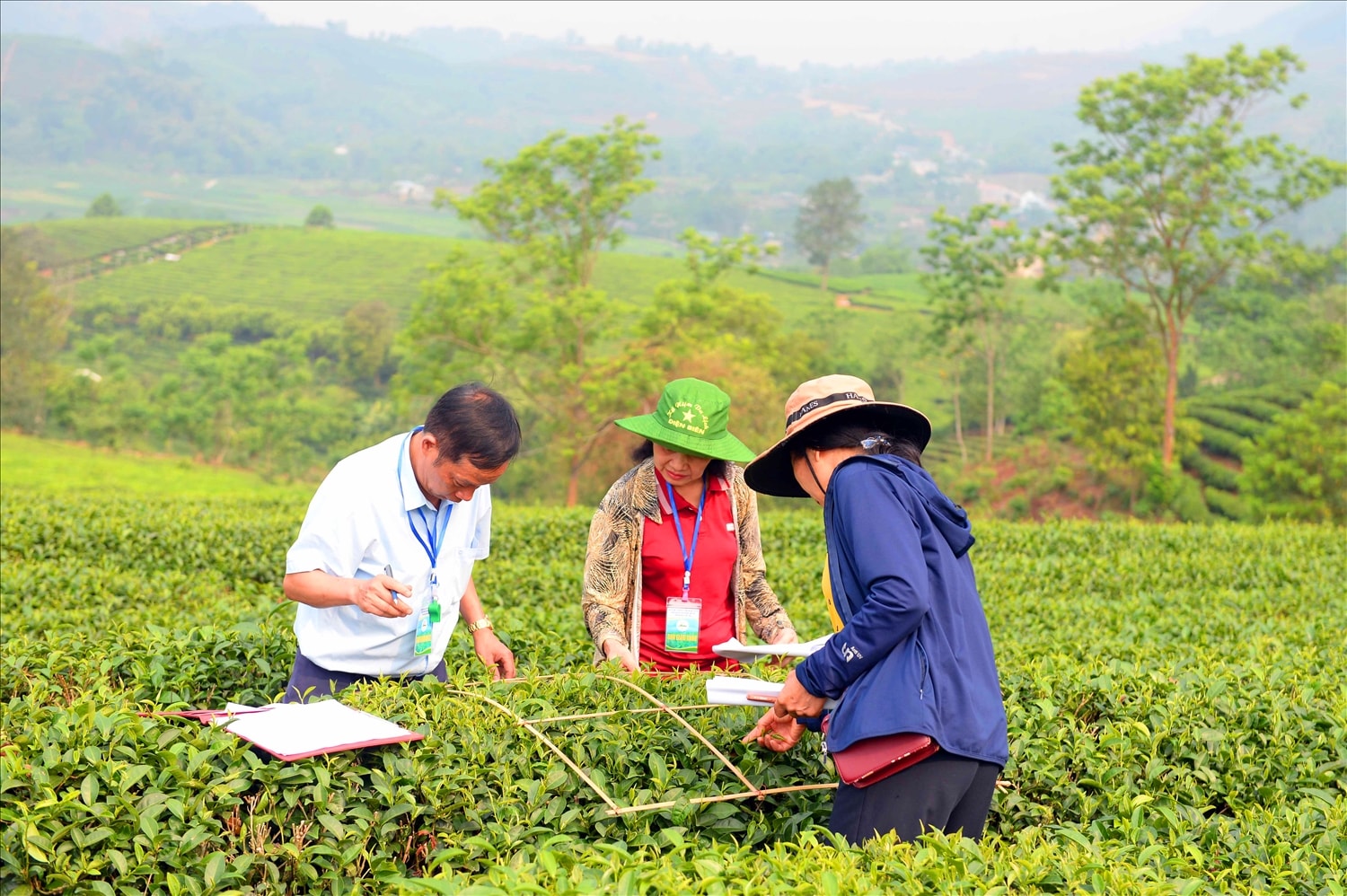 Chè được tập kết, cân trọng lượng sau khi hái ngay tại đầu luống. Chè được tập kết, cân trọng lượng sau khi hái ngay tại đầu luống.